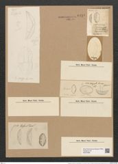 Cystopleura musculus var. constricta (Breb.) V.H. (de-Toni-Nr.: Genus 103, Species 3128) Zeichnungen Sammlung Grunow Nr. 6410 (NHMW-BOT-W0375086)